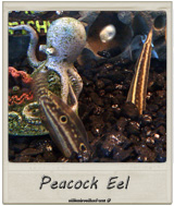 Peacock Eel