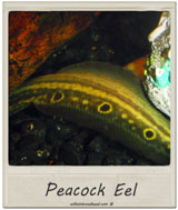 Peacock Eel