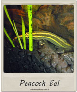 Peacock Eel