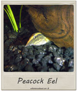 Peacock Eel