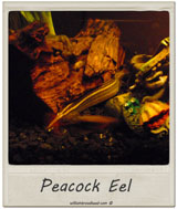 Peacock Eel